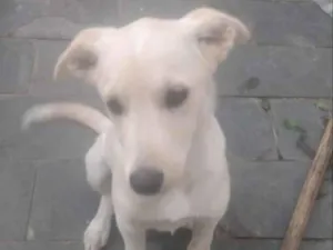 Cachorro raça SRD-ViraLata idade 2 a 6 meses nome Princesa