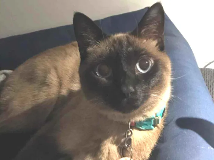 Gato ra a Sem raça definida idade 2 anos nome Clio