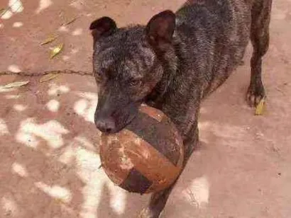 Cachorro raça Vira-lata raciado com pittibul idade 2 anos nome Gigante