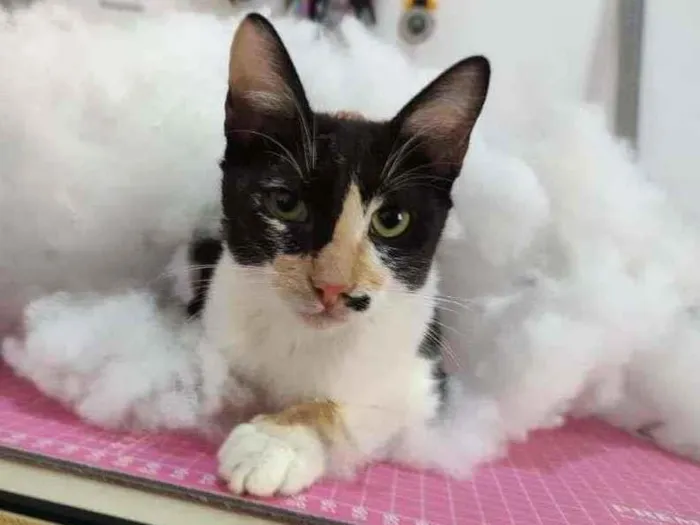 Gato ra a SRD-ViraLata idade 2 a 6 meses nome Bárbara