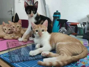 Gato raça SRD-ViraLata idade 2 a 6 meses nome Bianca