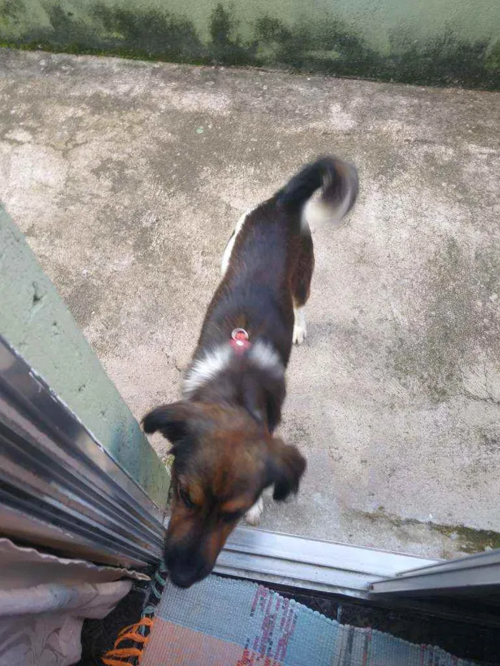 Cachorro ra a Não determinado idade 2 anos nome José