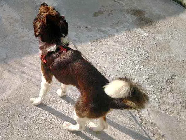 Cachorro ra a Não determinado idade 2 anos nome José