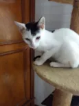 Franjinha