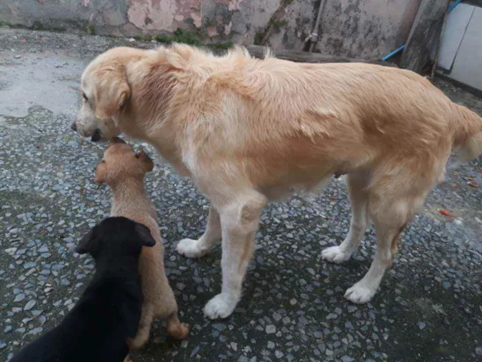 Cachorro ra a SRD-mix Labrador idade 3 anos nome Dory