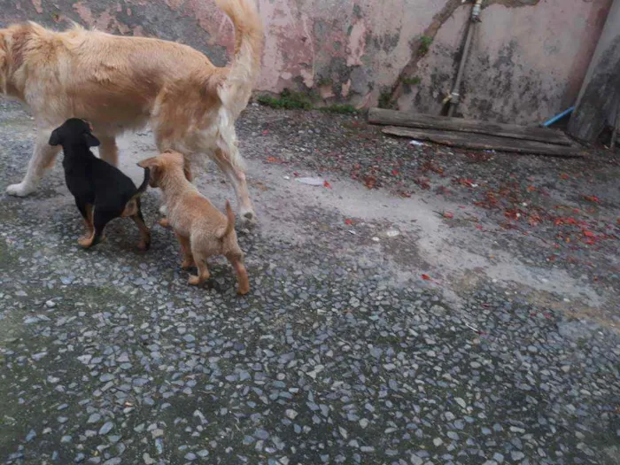 Cachorro ra a SRD-mix Labrador idade 3 anos nome Dory