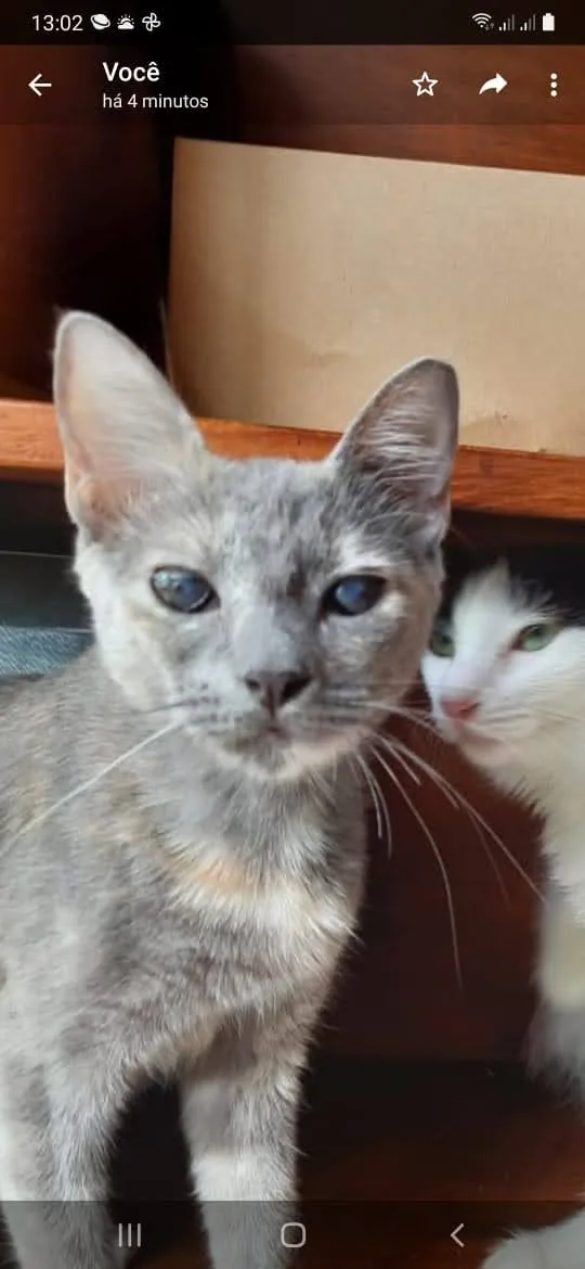 Gato ra a SRD idade 7 a 11 meses nome Névoa