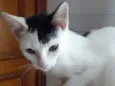 Franjinha