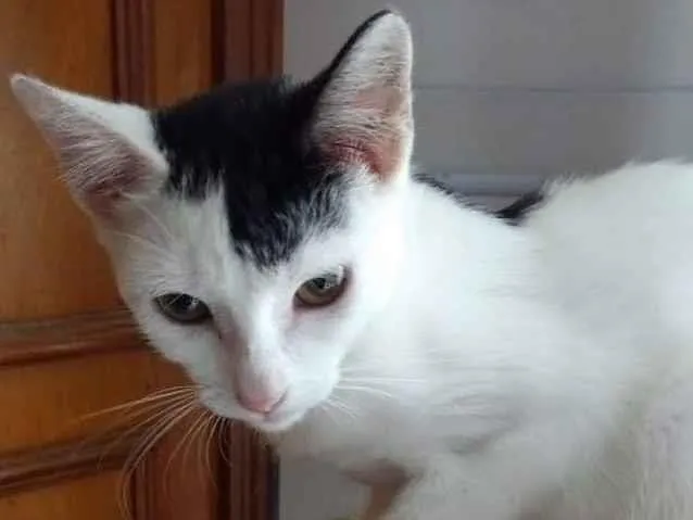 Gato ra a SRD idade 7 a 11 meses nome Franjinha