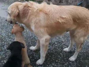 Cachorro raça SRD-mix Labrador idade 3 anos nome Dory