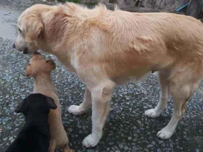 Cachorro ra a SRD-mix Labrador idade 3 anos nome Dory