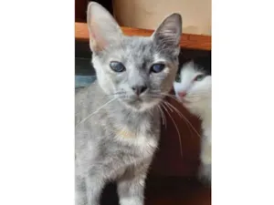 Gato raça SRD idade 7 a 11 meses nome Névoa