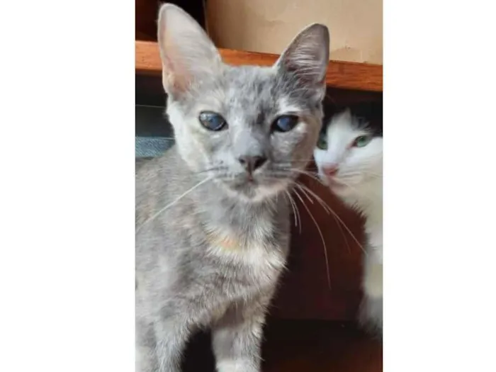 Gato ra a SRD idade 7 a 11 meses nome Névoa