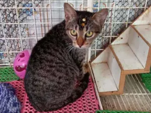 Gato raça Srd idade 2 a 6 meses nome Miucha