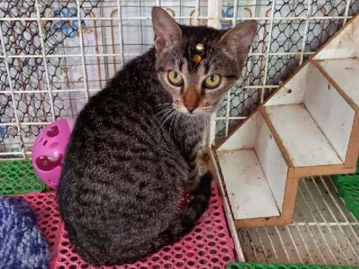 Gato raça Srd idade 2 a 6 meses nome Miucha