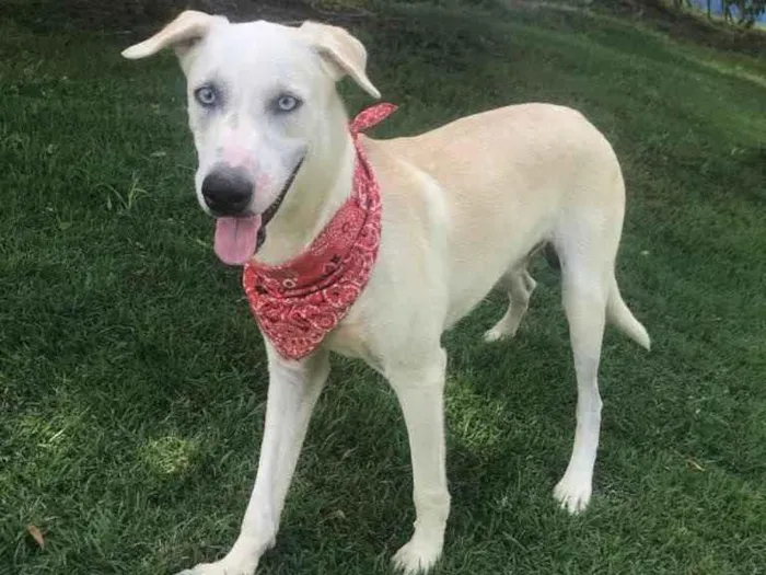 Cachorro ra a Sem raça  idade 2 anos nome Ouro branco 