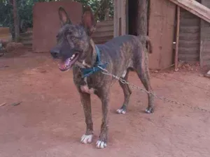 Cachorro raça Vira-lata raciado com pittibul idade 2 anos nome Gigante 