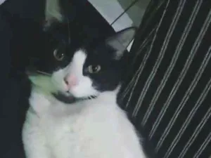 Gato raça Indefinida idade  nome Ravengar