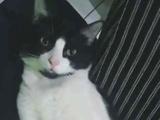 Gato ra a Indefinida idade 3 anos nome Ravengar