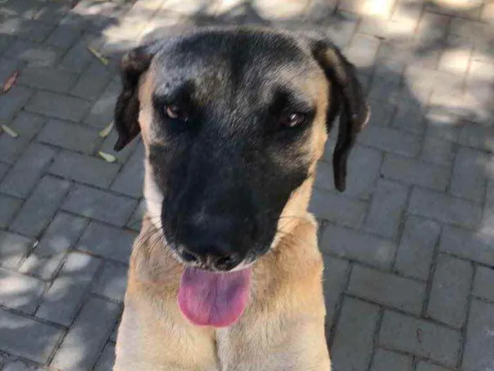 Cachorro ra a SRD  idade 2 anos nome Guerreiro