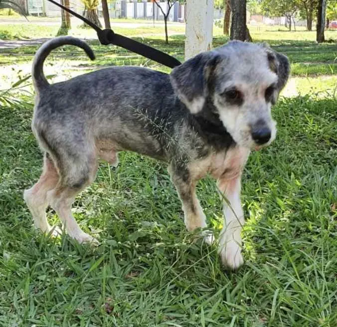 Cachorro raça Mestiço  idade 7 a 11 meses nome Luke 