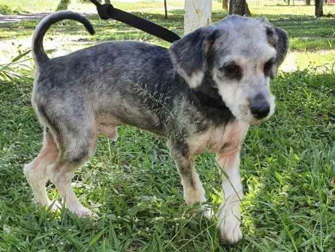 Cachorro raça Mestiço  idade 7 a 11 meses nome Luke 