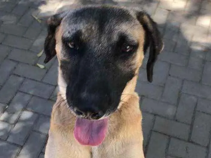 Cachorro ra a SRD  idade 2 anos nome Guerreiro