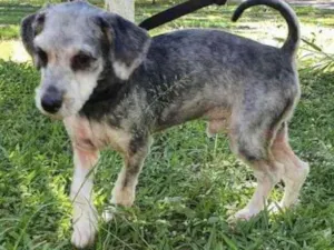 Cachorro raça Mestiço  idade 7 a 11 meses nome Luke 