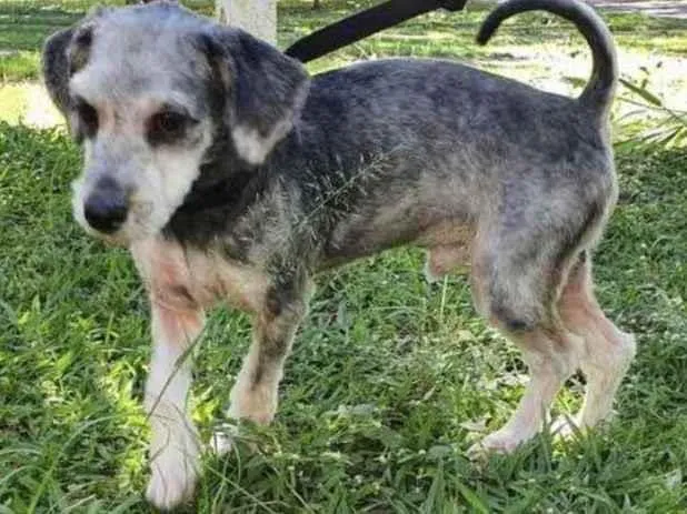 Cachorro raça Mestiço  idade 7 a 11 meses nome Luke 