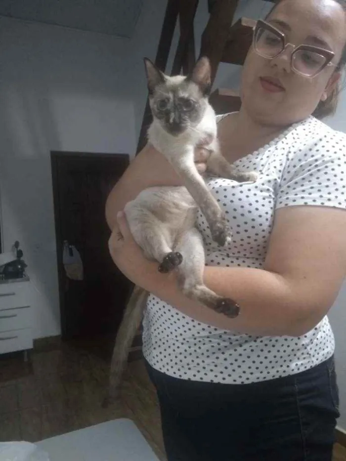 Gato ra a Siamês idade 1 ano nome Flora (temporário)