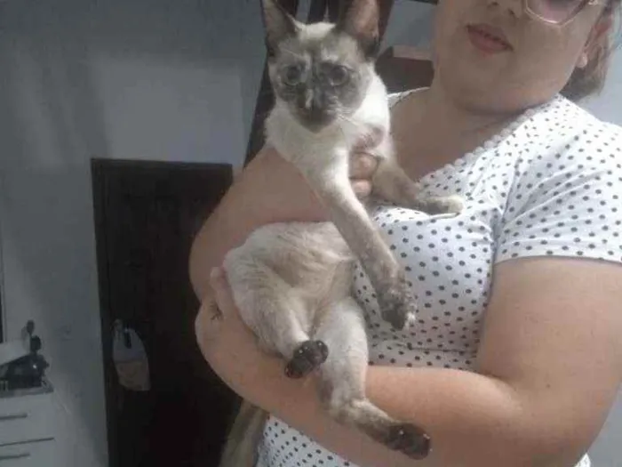 Gato ra a Siamês idade 1 ano nome Flora (temporário)