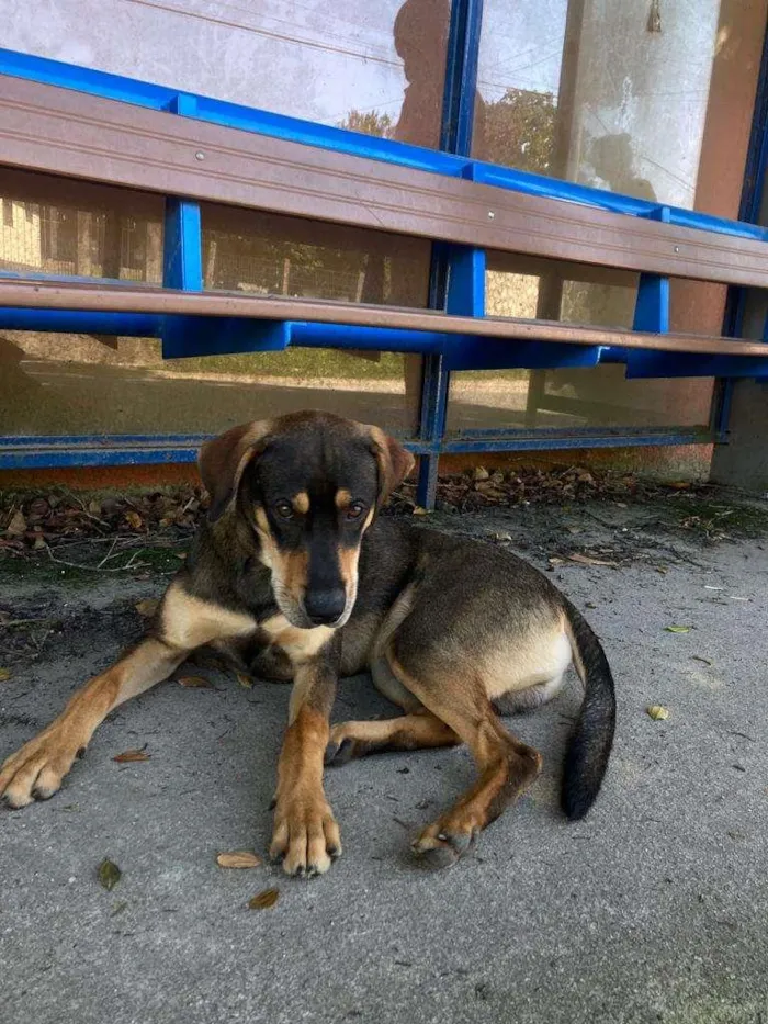 Cachorro ra a SRD-ViraLata idade 7 a 11 meses nome Sem Nome