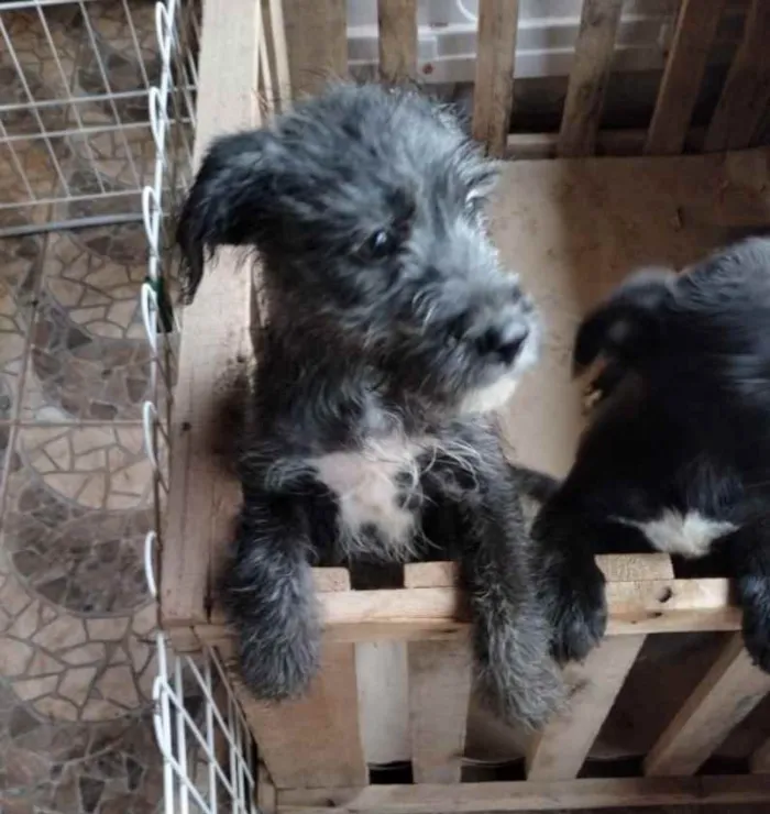 Cachorro ra a Mestiço  idade 2 a 6 meses nome Bento 