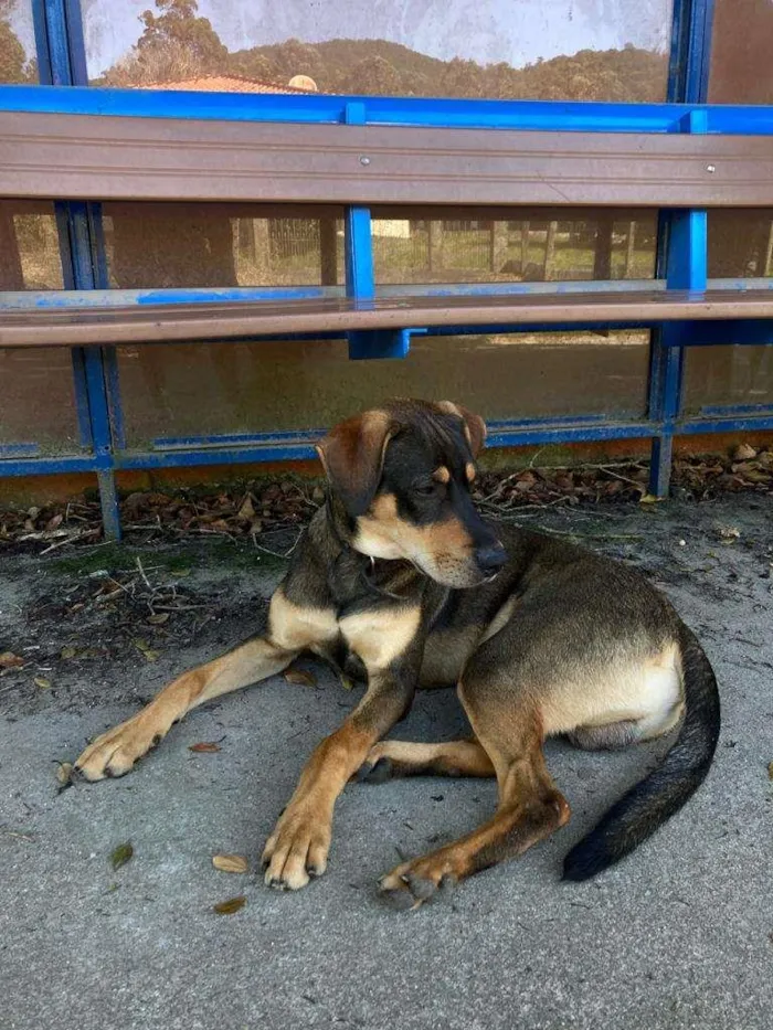 Cachorro ra a SRD-ViraLata idade 7 a 11 meses nome Sem Nome