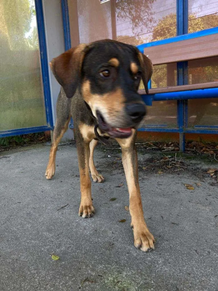 Cachorro ra a SRD-ViraLata idade 7 a 11 meses nome Sem Nome