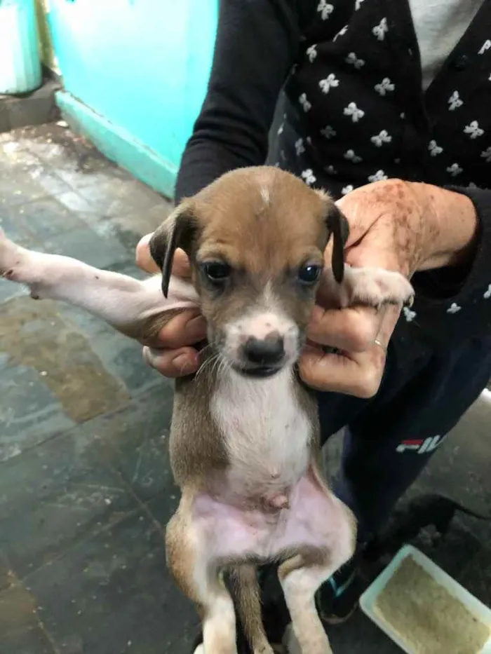 Cachorro raça  idade Abaixo de 2 meses nome Filhotes 