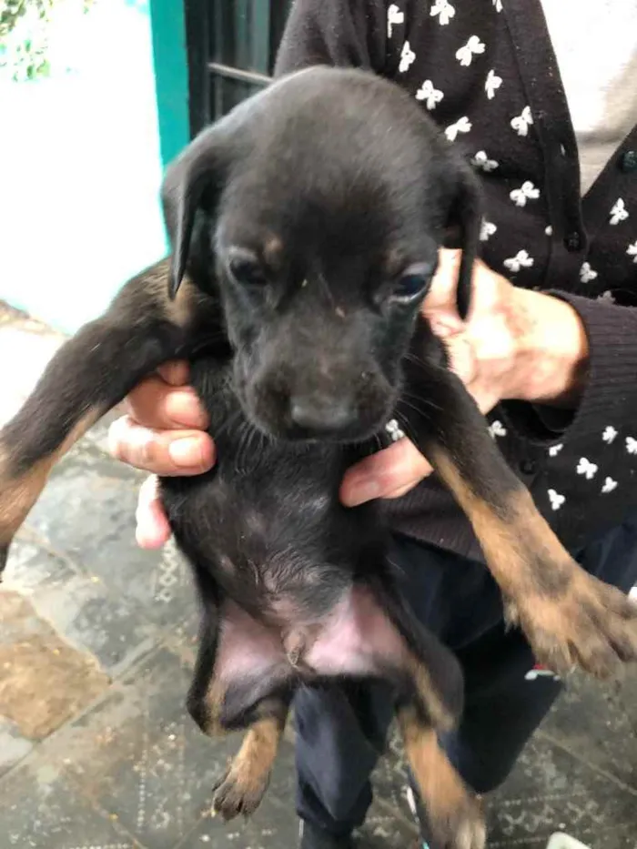 Cachorro raça  idade Abaixo de 2 meses nome Filhotes 