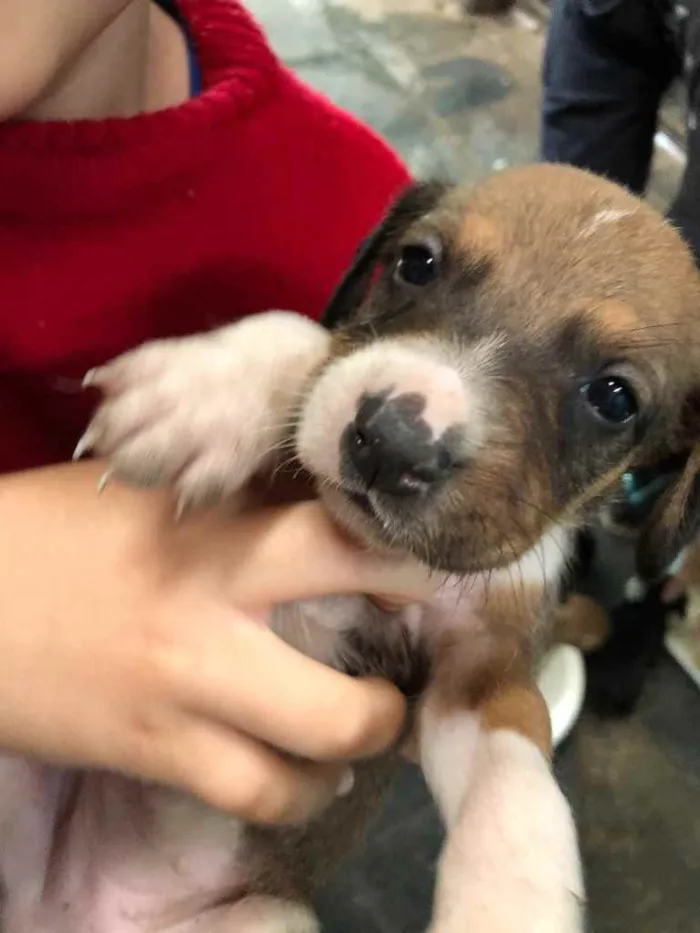 Cachorro raça  idade Abaixo de 2 meses nome Filhotes 