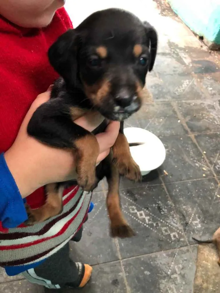 Cachorro raça  idade Abaixo de 2 meses nome Filhotes 