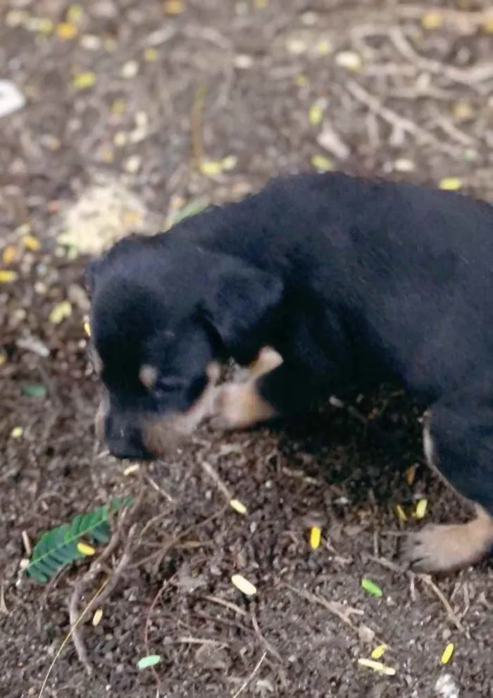 Cachorro raça  idade Abaixo de 2 meses nome Filhotes 
