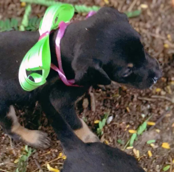Cachorro raça  idade Abaixo de 2 meses nome Filhotes 
