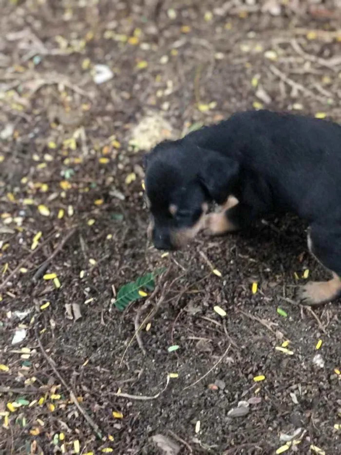 Cachorro raça  idade Abaixo de 2 meses nome Filhotes 