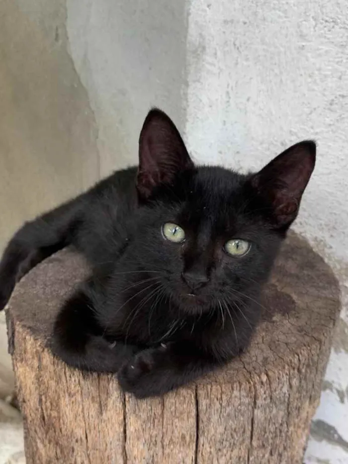 Gato raça Sem raça  idade Abaixo de 2 meses nome Sem nome