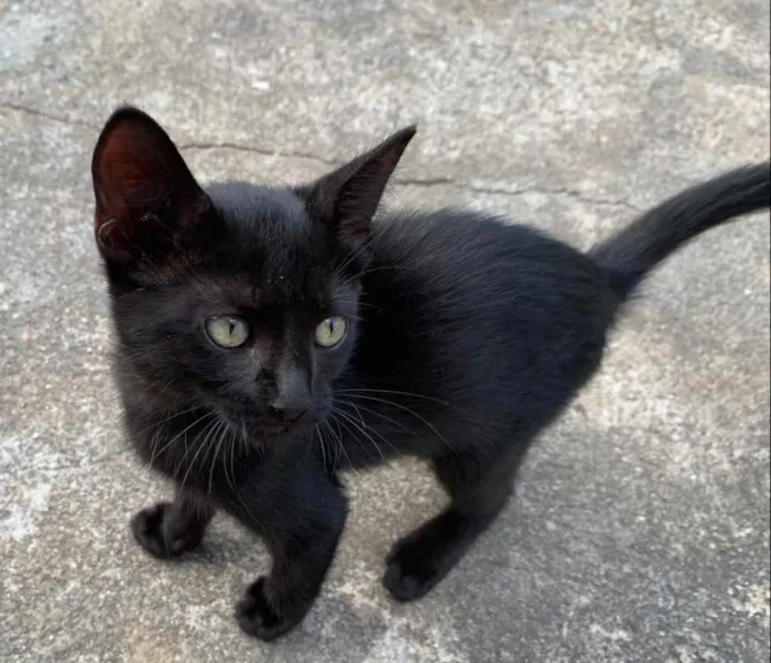 Gato raça Sem raça  idade Abaixo de 2 meses nome Sem nome