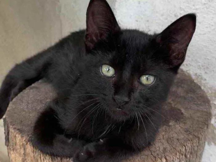 Gato raça Sem raça  idade Abaixo de 2 meses nome Sem nome