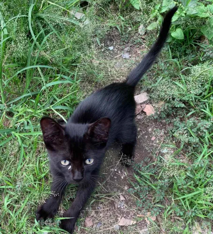 Gato raça Sem raça  idade Abaixo de 2 meses nome Sem nome