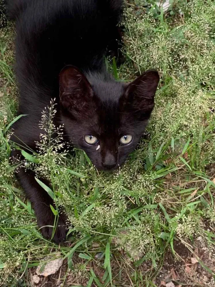 Gato raça Sem raça  idade Abaixo de 2 meses nome Sem nome