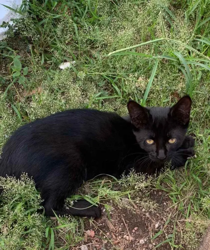 Gato raça Sem raça  idade Abaixo de 2 meses nome Sem nome