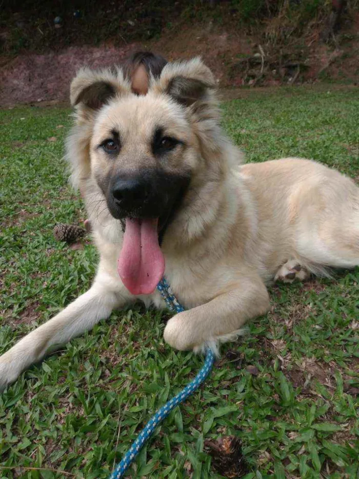 Cachorro ra a  idade 1 ano nome Babu