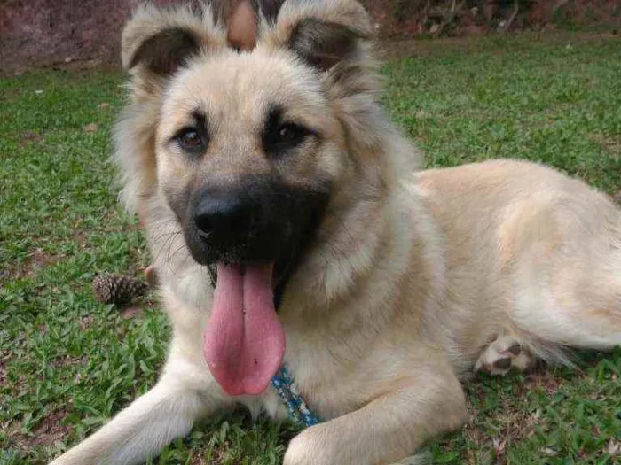 Cachorro ra a  idade 1 ano nome Babu